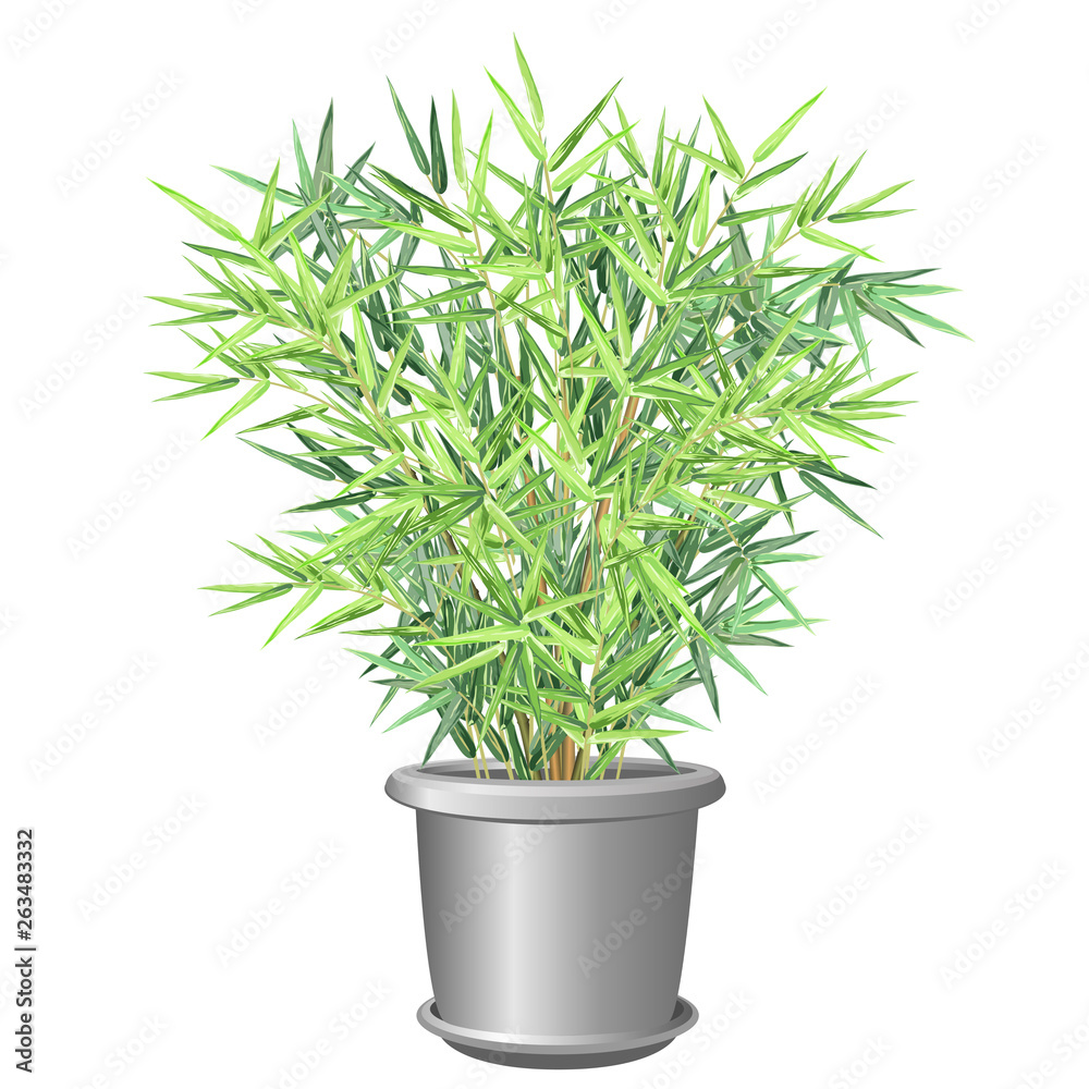 Bamboo plant in pot. Realistic vector illustration on white background for house and office interior design. Bamboo plant in pot. Realistic vector illustration on white background for house and office interior design.