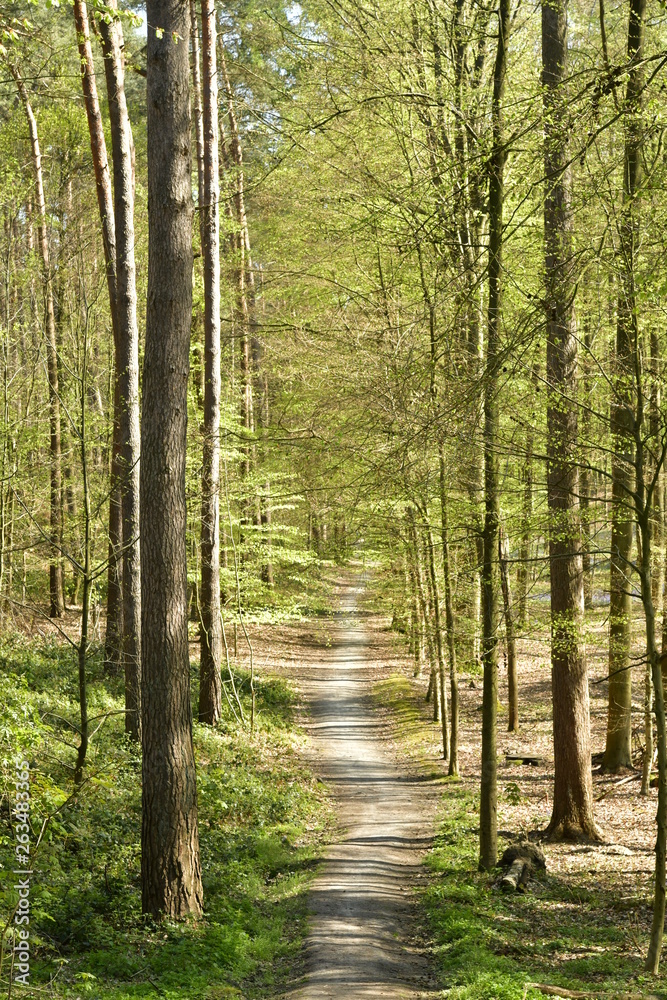 Chemin sous le feuillage luxuriant des jeunes hêtres et d'autres arbres au bois de Hallerbos près de Halles