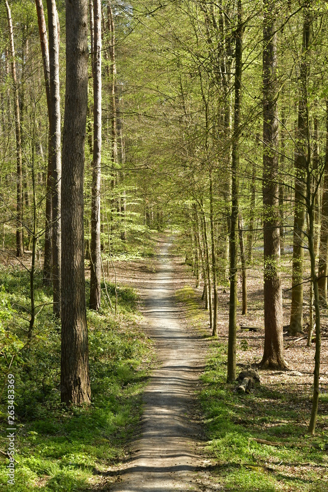 Obraz premium Chemin sous le feuillage luxuriant des jeunes hêtres et d'autres arbres au bois de Hallerbos près de Halles