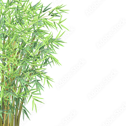Bamboo with copyspace. Realistic vector illustration on white background for card  banner and poster design.