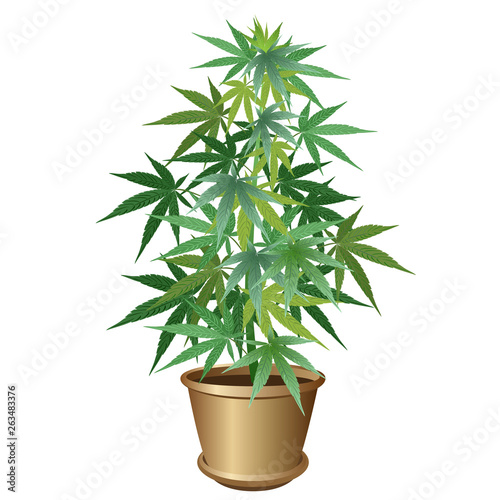 Hemp in pot (Cannabis sativa or Cannabis indica, marijuana). Vector illustration on white background.