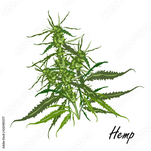 Hemp (marijuana, Cannabis sativa or Cannabis indica). Vector illustration of hemp plant with leaves and flowers on white background.