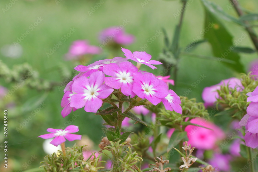 New Flower New Flower