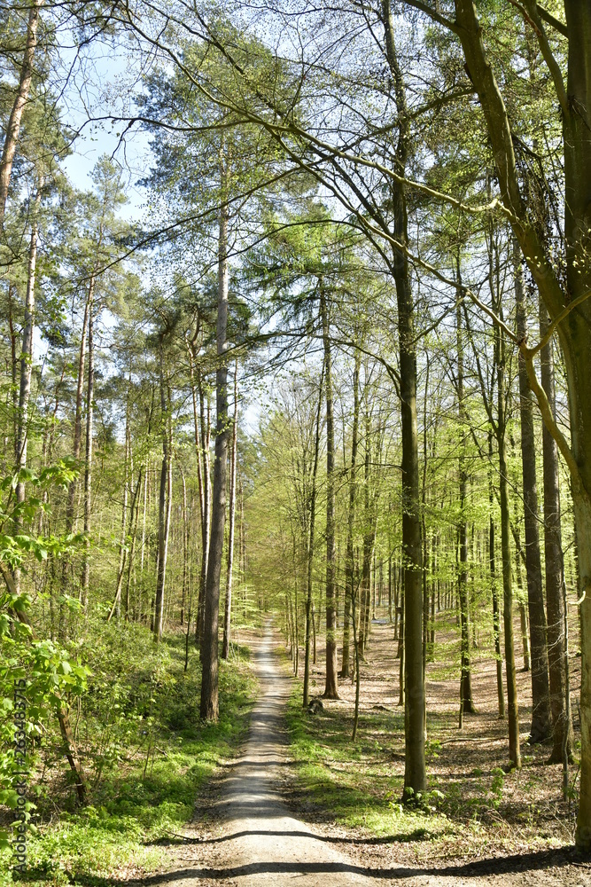 Chemin sous le feuillage luxuriant des jeunes hêtres et d'autres arbres au bois de Hallerbos près de Halles Chemin sous le feuillage luxuriant des jeunes hêtres et d'autres arbres au bois de Hallerbos près de Halles