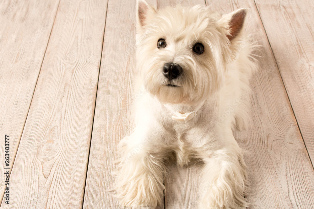 West highland white Terrier lying on a wooden floor. Close up. West highland white Terrier lying on a wooden floor. Close up.