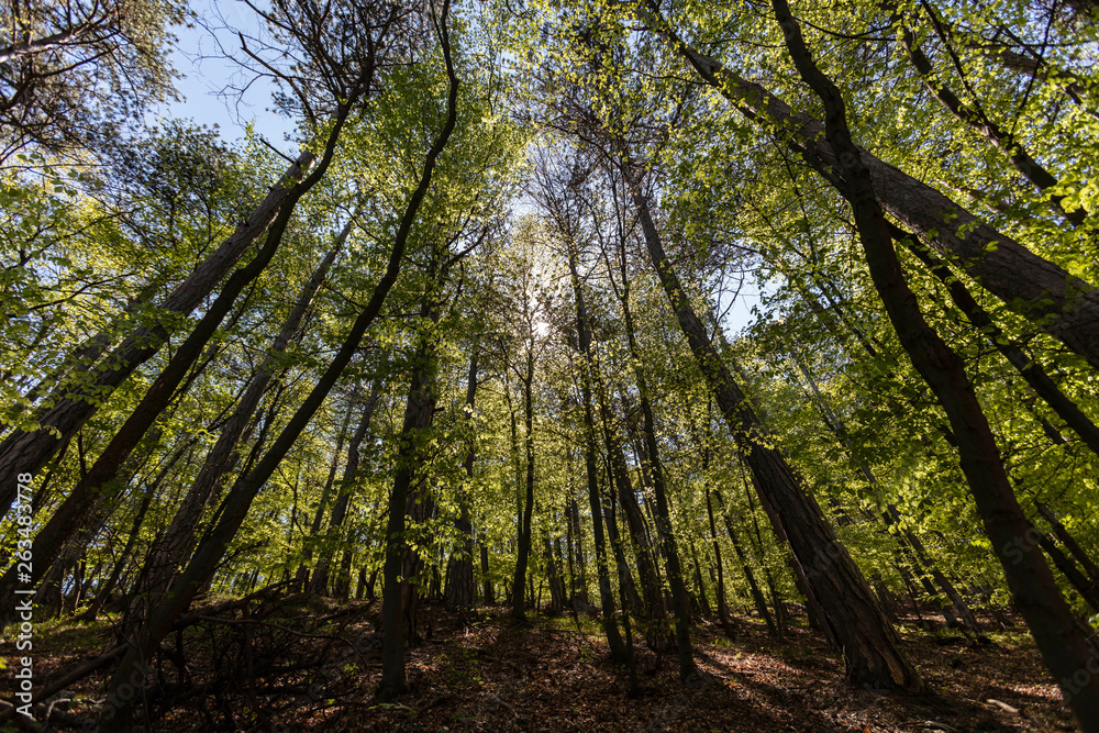 Fototapeta premium green spring forest ,fresh green color