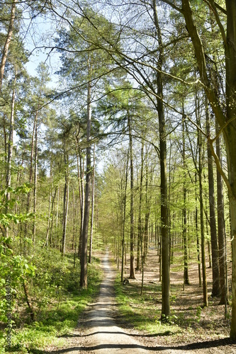 Chemin sous le feuillage luxuriant des jeunes h  tres et d autres arbres au bois de Hallerbos pr  s de Halles