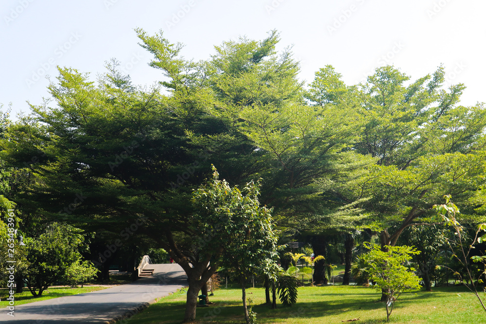 Beautiful green tree, plants, forest and flowers in the outdoor gardens and parks