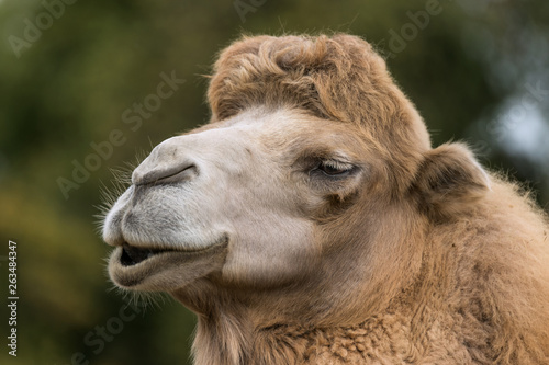 Portrait eines lächelnden Kamels