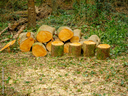 Freshly cut wooden logs on a ground in a forest.