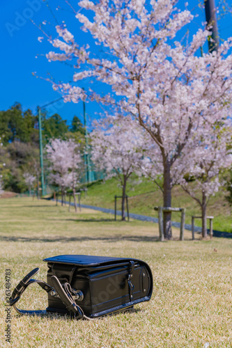 ランドセルと桜 入学 新入生 1年生 春 イメージ