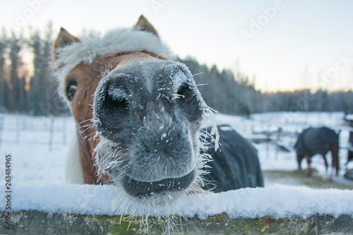 Fototapeta Naklejka Na Ścianę i Meble -  Horse in winter