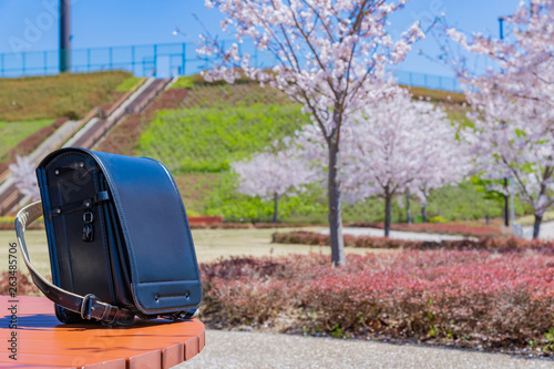 ランドセルと桜　入学　新入生　1年生　春イメージ photo