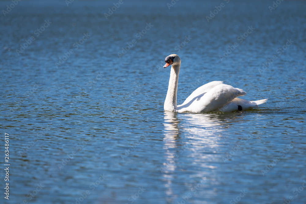 White swan in blue lake