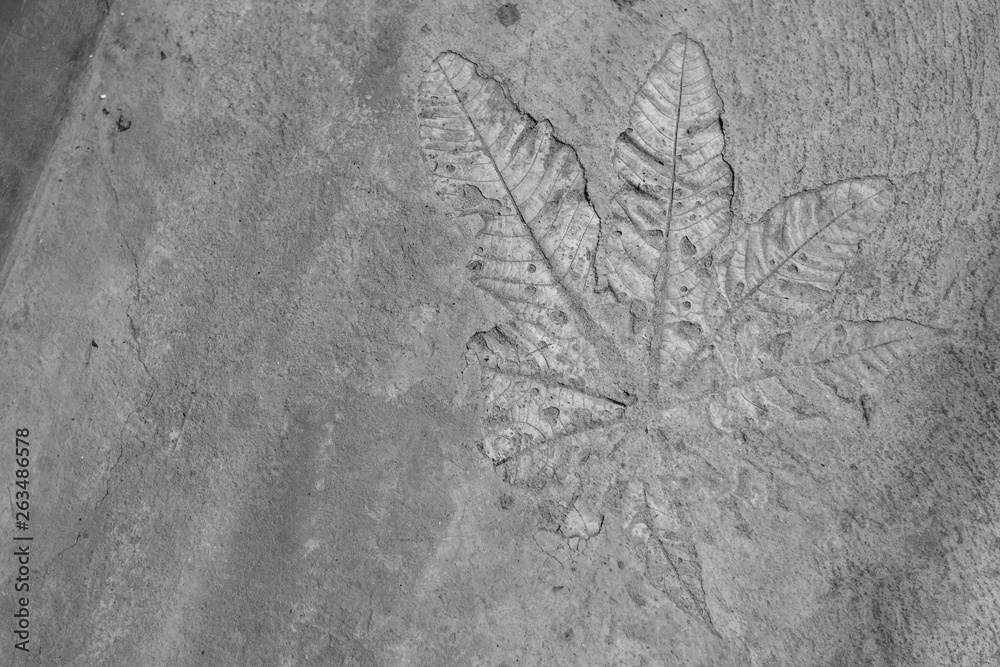Naklejka premium Black and white photos, printing leaves on the floor, cement, art, not easy for the plasterer.
