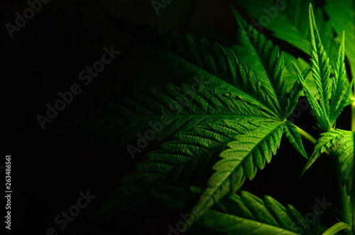 Large leaves of marijuana on a black background. Growing medical cannabis. photo