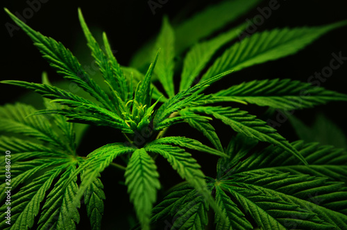 Large leaves of marijuana on a black background. Growing medical cannabis.