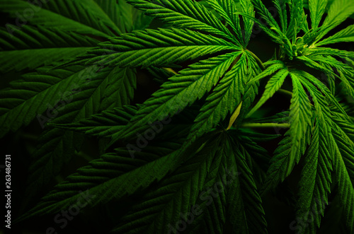 Large leaves of marijuana on a black background. Growing medical cannabis.