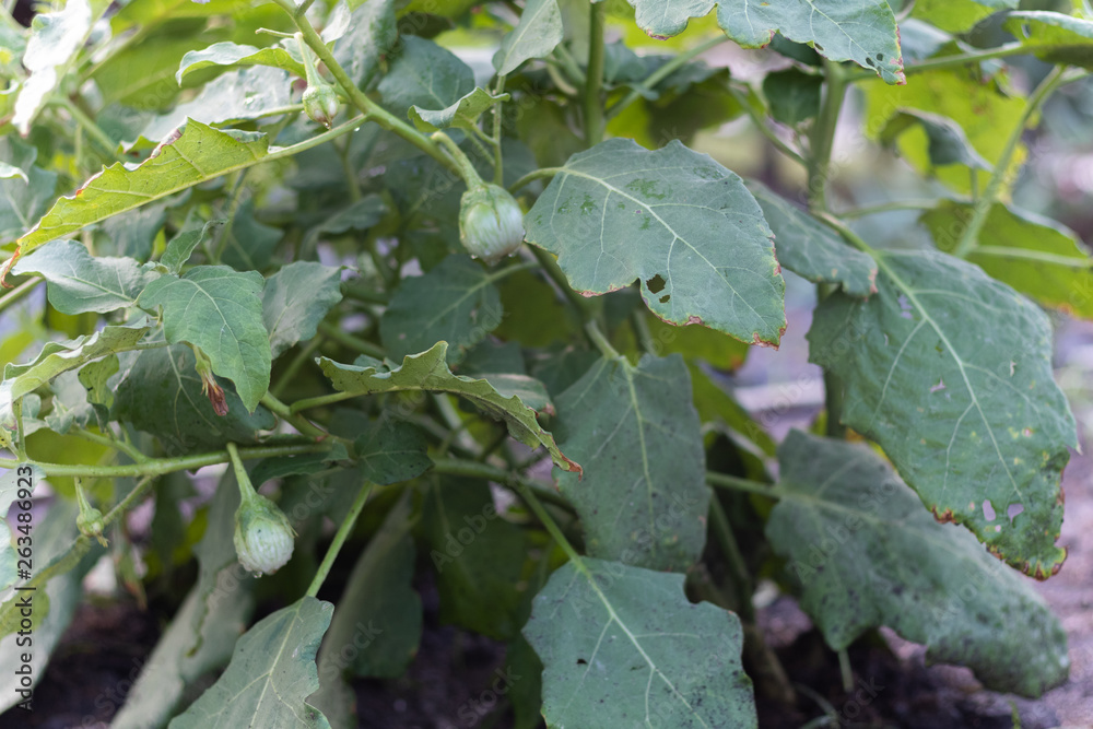 thai egg plant or solanum virginianum in the garden thai egg plant or solanum virginianum in the garden