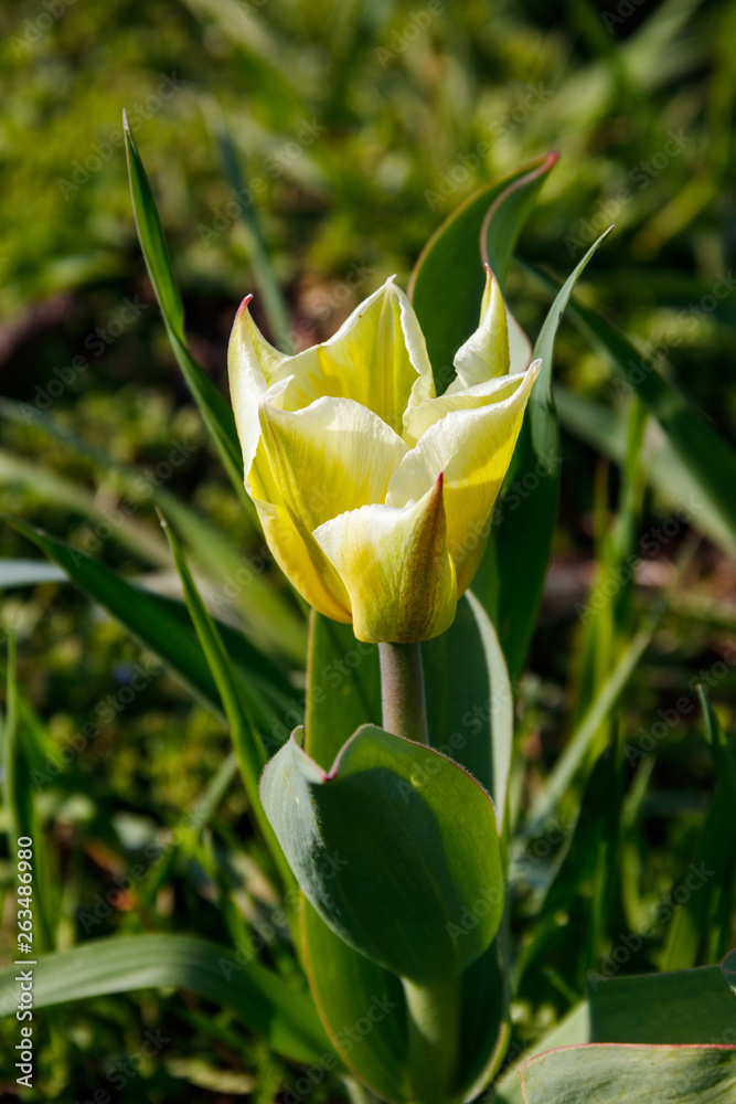 Yellow tulip on flowerbed in garden Yellow tulip on flowerbed in garden