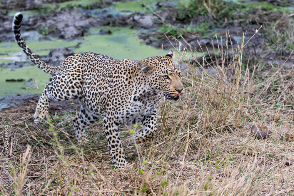 Obraz premium Leopard female walking in Sabi Sands Game Reserve in the Greater Kruger Region in South Africa