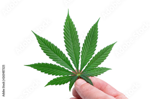 A hand is holding a marijuana on a white background. Cannabis leaf. Medical cannabis.