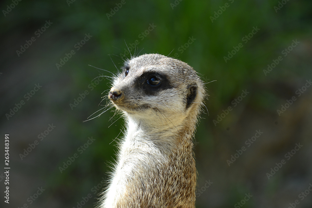 Erdmännchen Erdmännchen