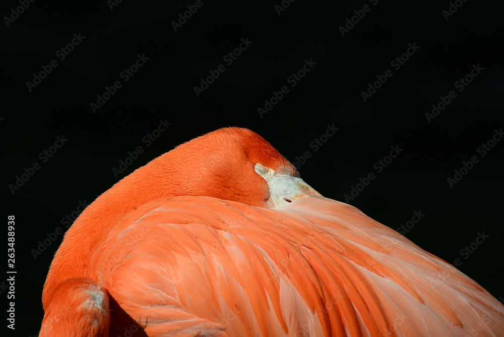 Obraz premium wunderschönder Flamingo