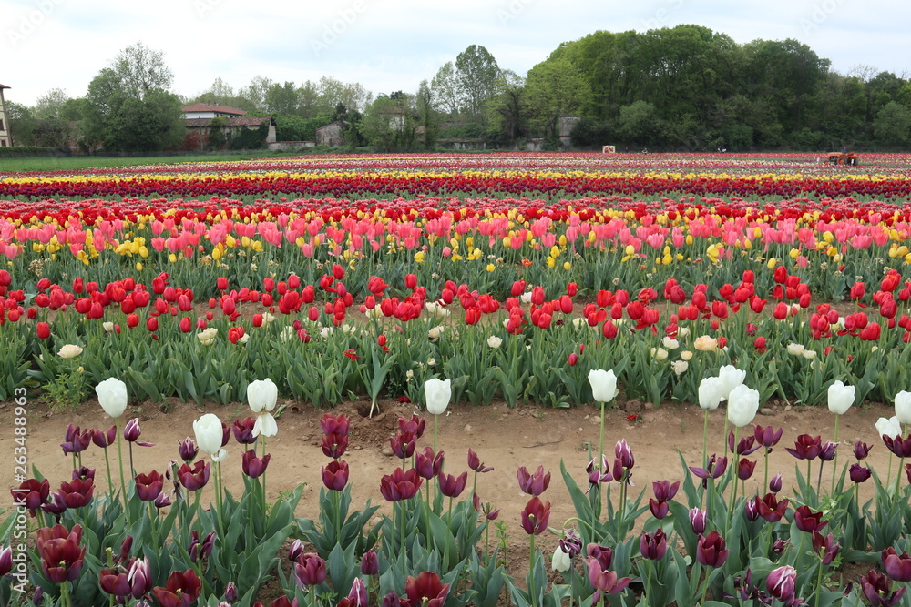 Arese, campo di tulipani