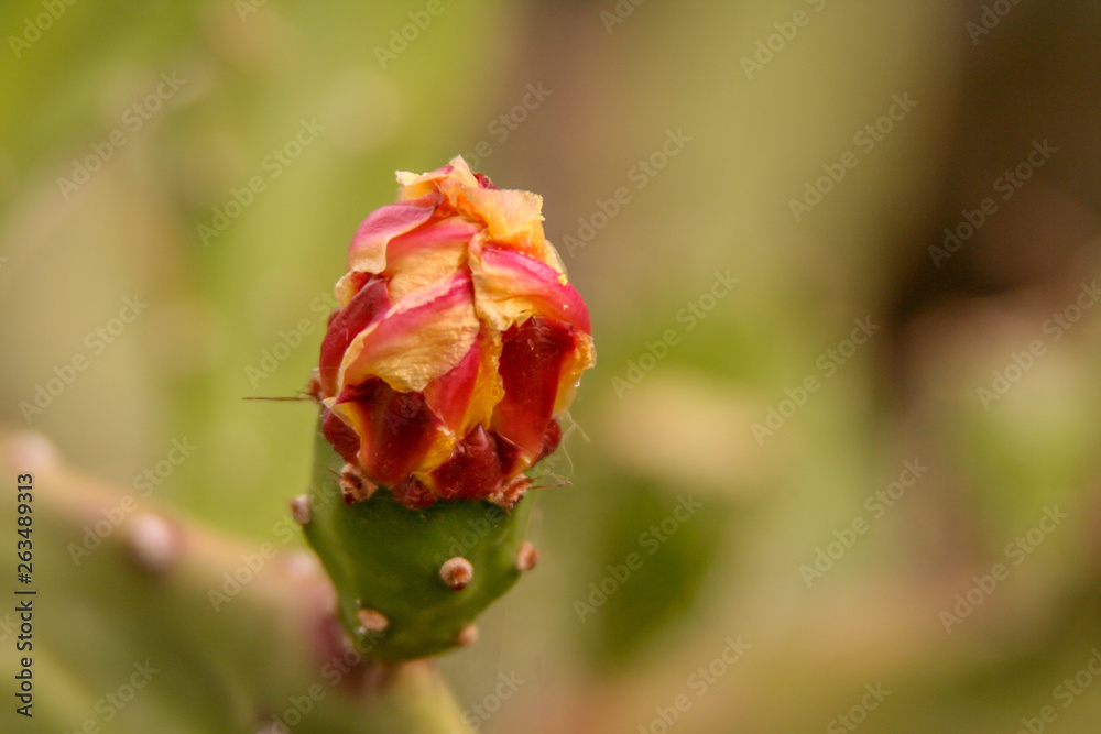 close up from a red yellow cactus blossom