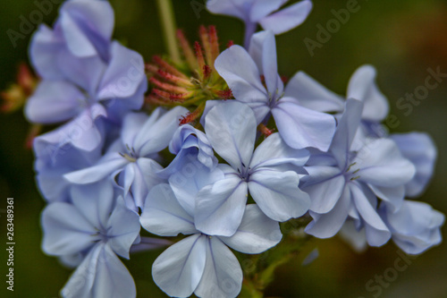 close up from a blue plumbago blossom