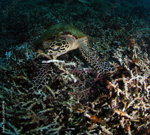Hawksbill turtle - Eretmochelys imbricata. Komodo island, Indonesia.