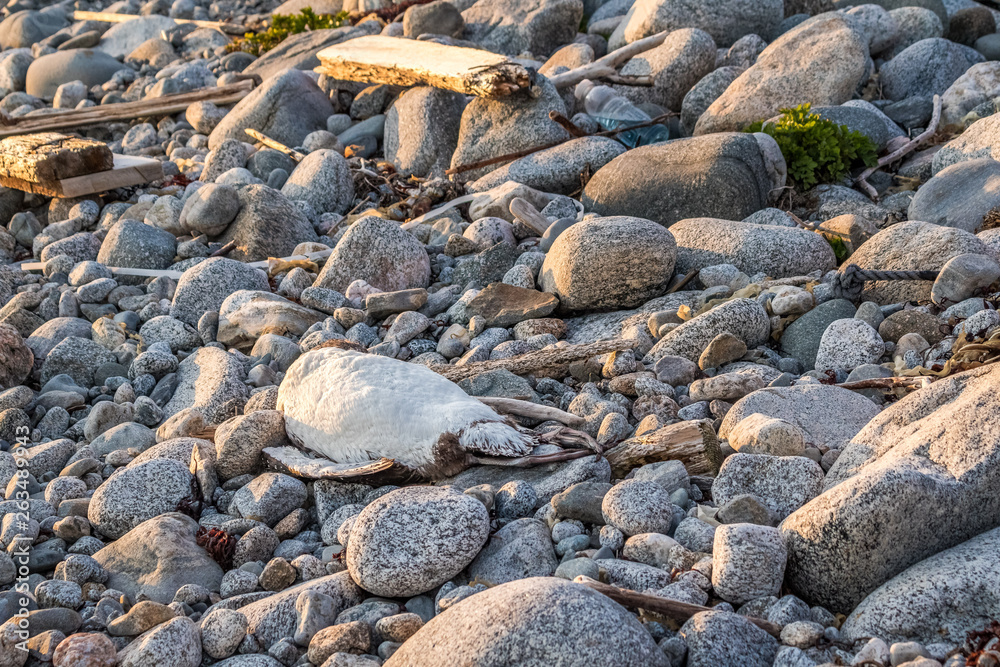 A loon dies mysteriously along the Nova Scotia shoreline. A loon dies mysteriously along the Nova Scotia shoreline.