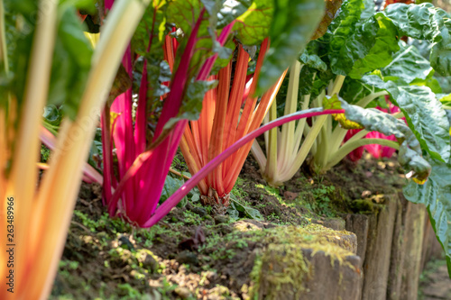 Beautiful and fresh rainbow Swiss chard in farm. Fresh ingredients for good  and healthy meal.