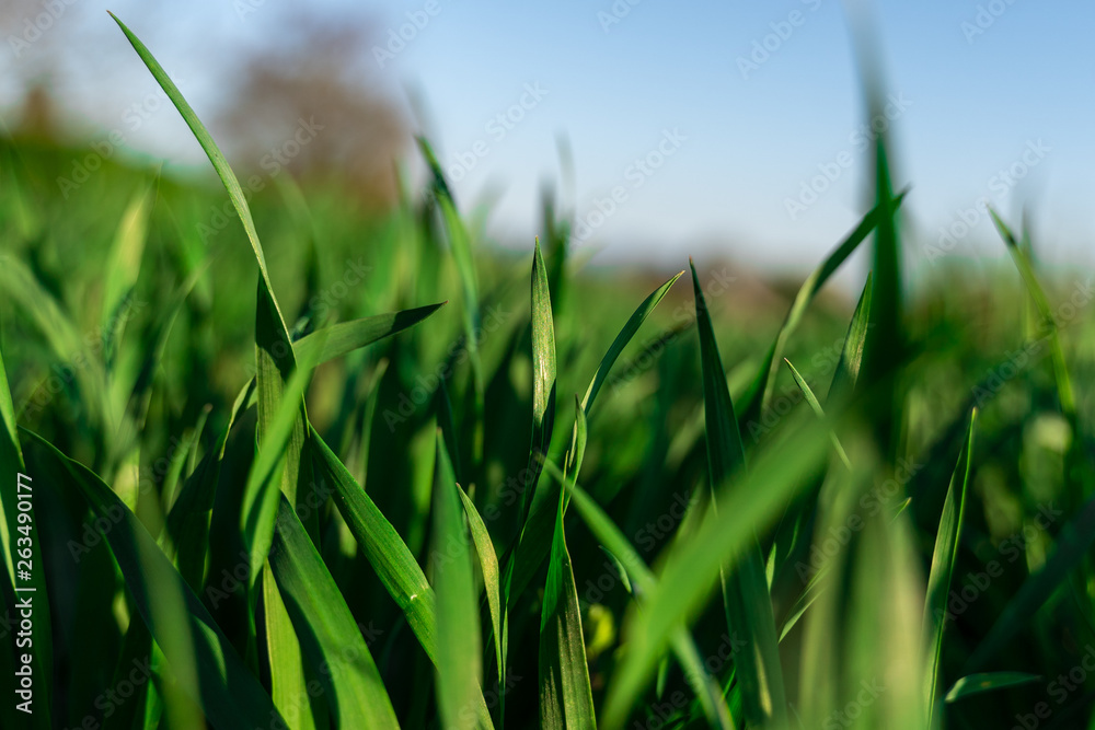 Obraz premium Fresh grass in closeup
