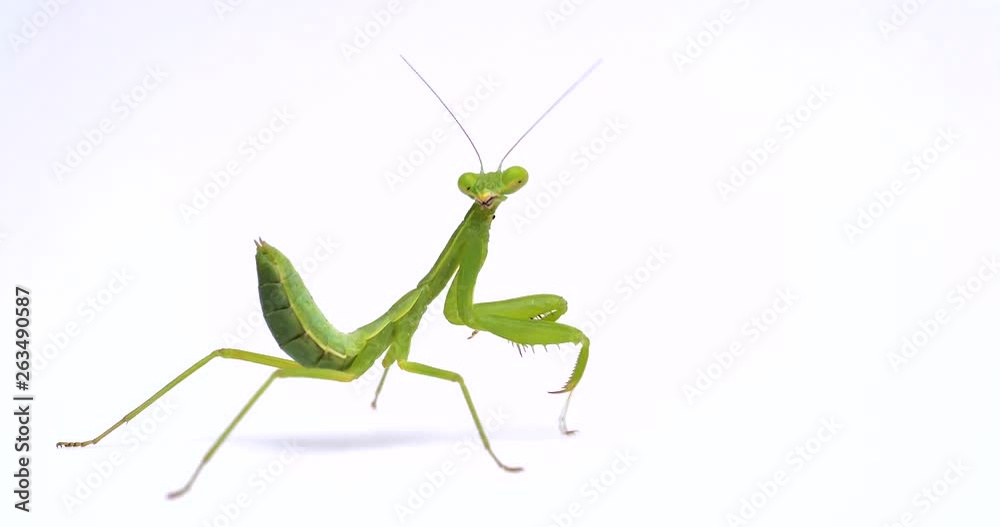 ハラビロカマキリ ハラビロカマキリ