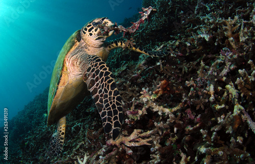 Hawksbill turtle - Eretmochelys imbricata. Komodo island, Indonesia. photo