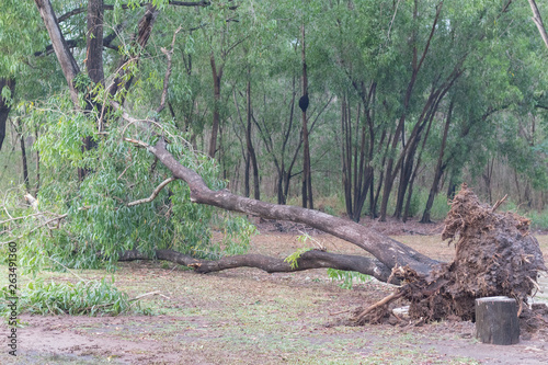 broken tree fall down after heavy storm at Thailand