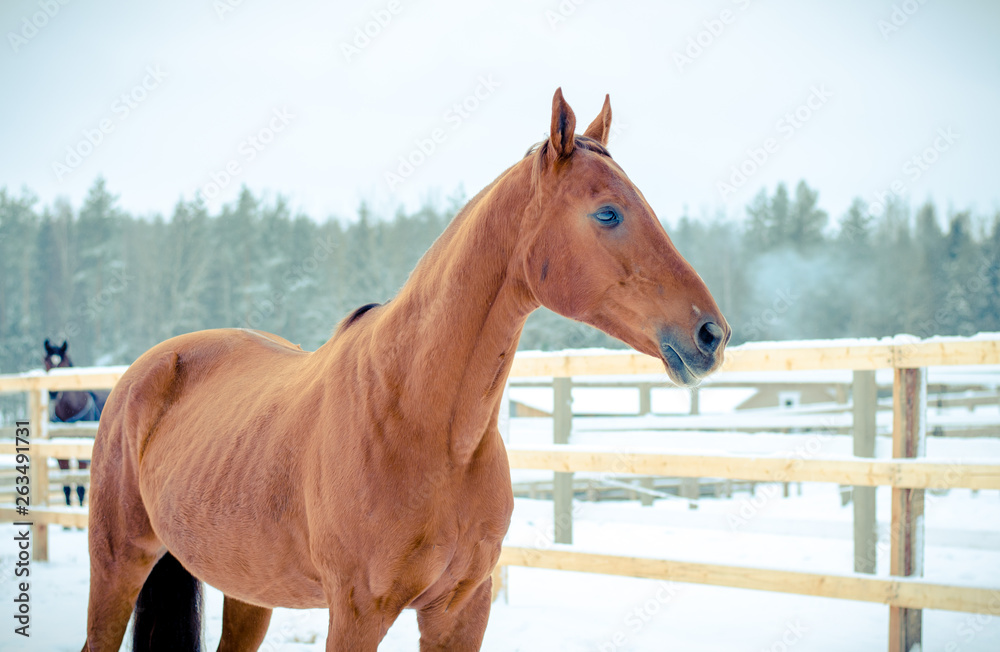 Naklejka premium portrait of red horse near fence in winter