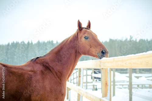 portrait of beautiful red don mare horse in paddock