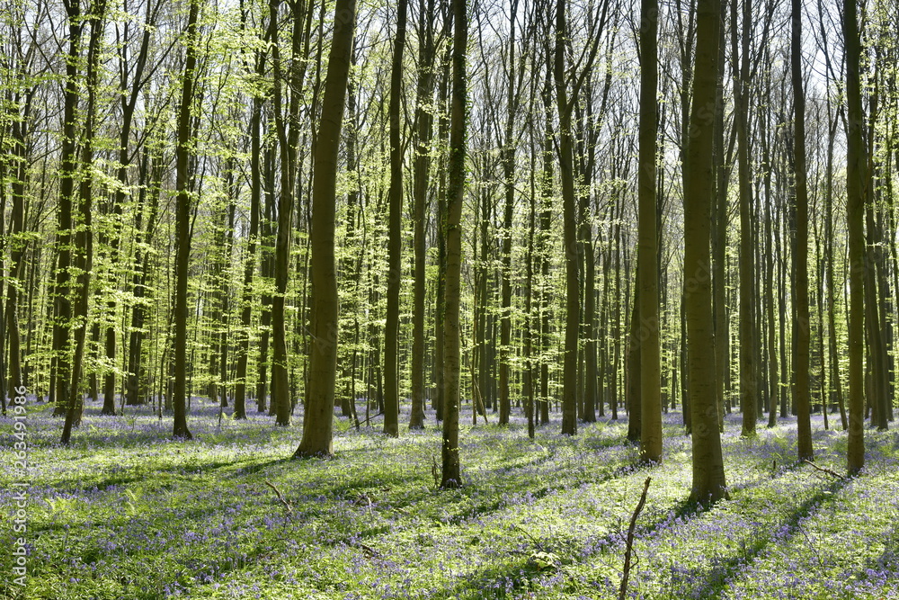 Obraz premium Jeunes hêtres à contre-jour contrastant avec le feuillage vert sous la lumière et surtout le mauve des millions de jacinthes sauvages à leurs pied à la forêt d'Hallerbos près de Halless