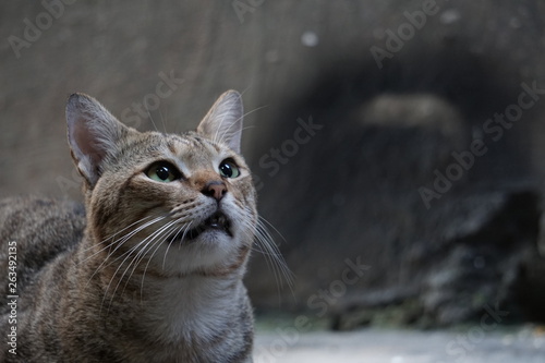 Cat Sitting Waiting for Food