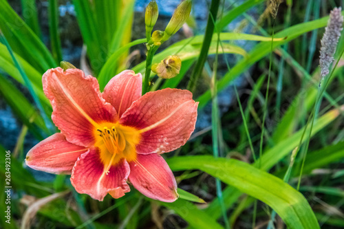 Tiger lily or day lily whichever you prefer at peak bloom.