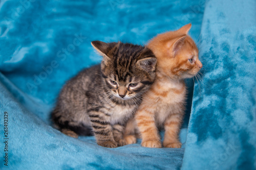 duo de chatons