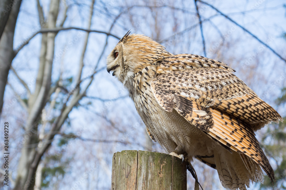 Obraz premium Puchacz