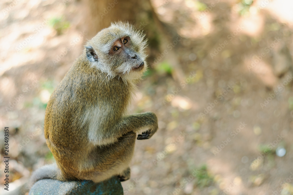 Obraz premium Asia monkey wildlife