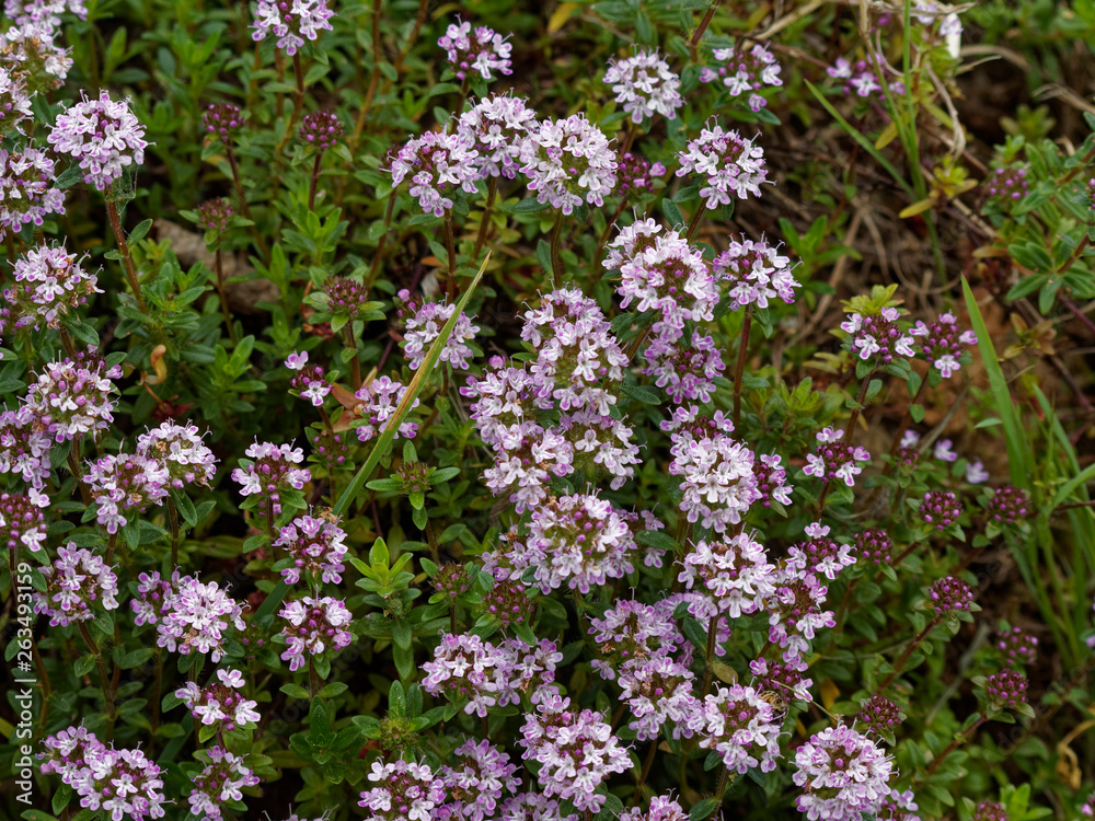 Petites fleurs bleues du thym serpolet (Thymus serpyllum) Petites fleurs bleues du thym serpolet (Thymus serpyllum)
