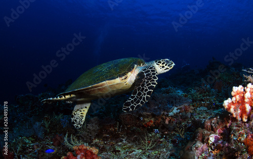 Hawksbill turtle - Eretmochelys imbricata. Komodo island, Indonesia.