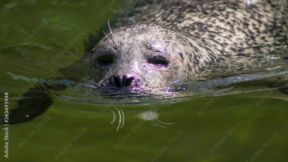 Fototapeta premium Robbe