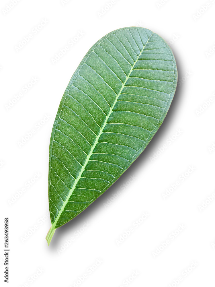 Obraz premium Champa leaves on a separate white background.